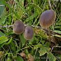 Bruinsnedemycena